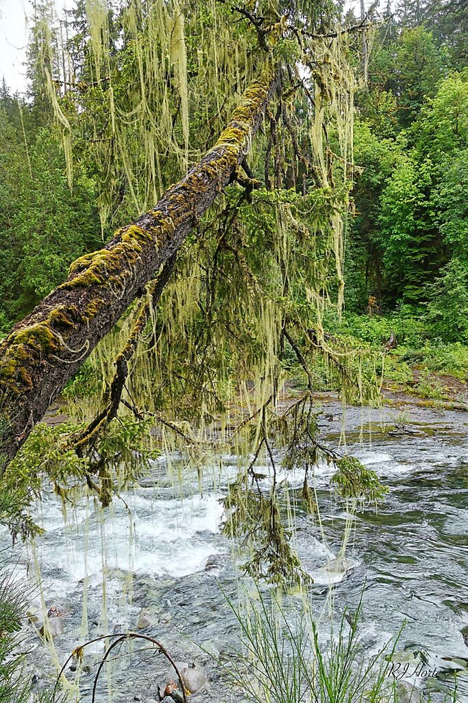 Stamp River Overhang by horter