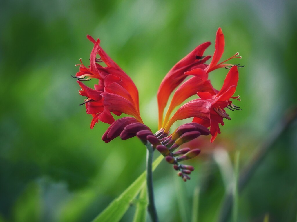 Symphony in Red by ljmanning