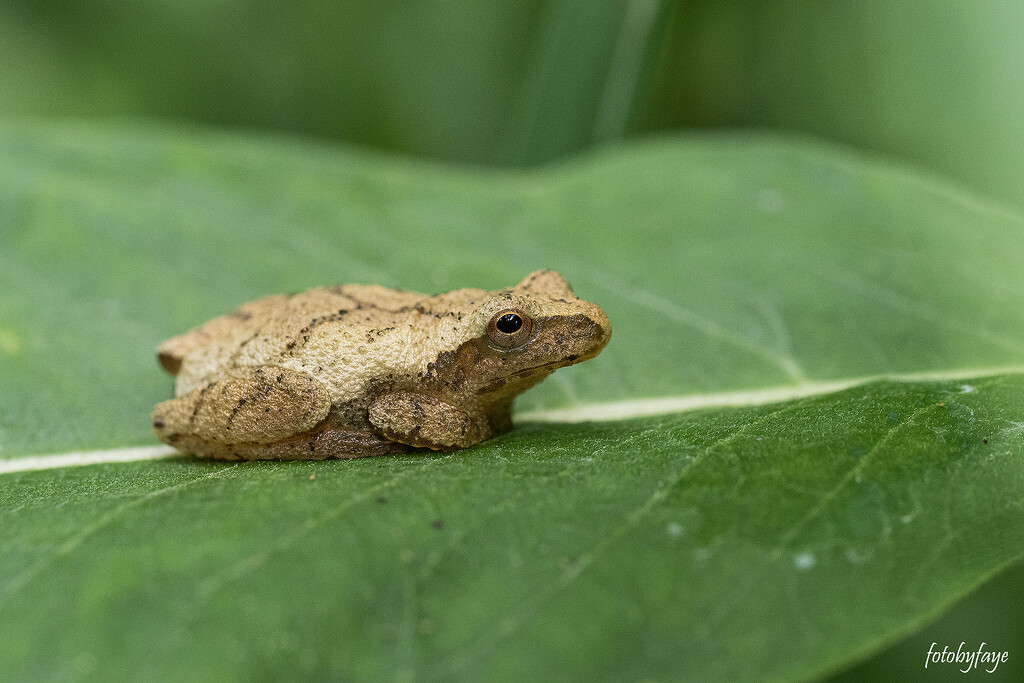 Tree toad by fayefaye