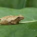 Tree toad