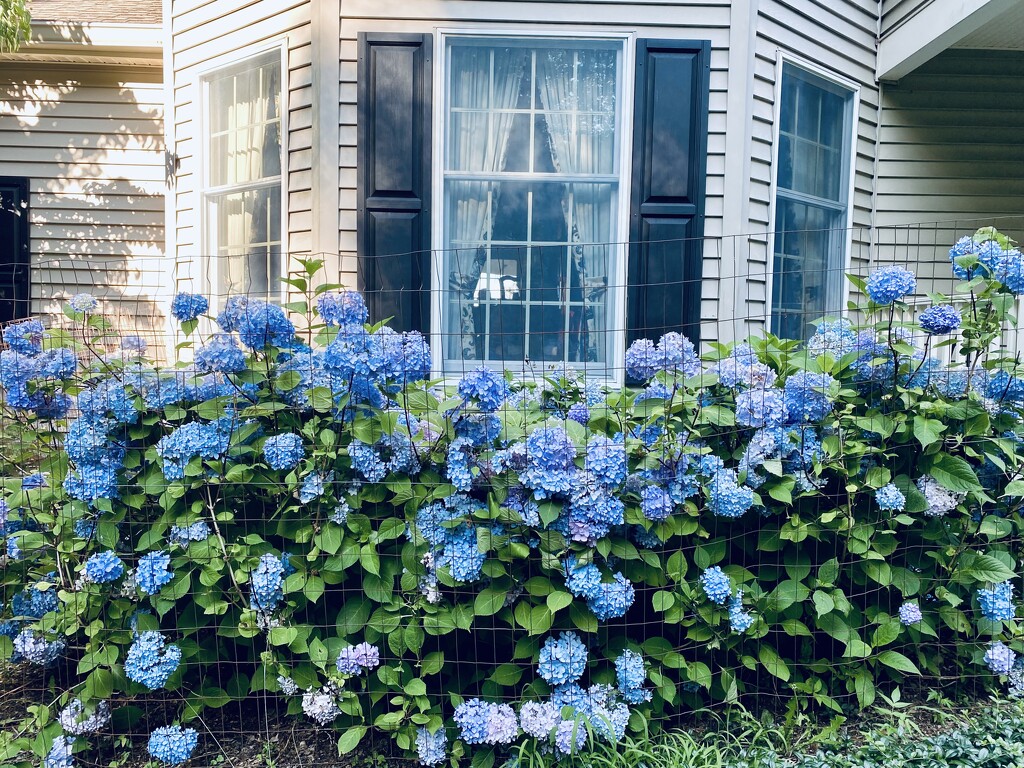 Hydrangeas at Ed’s house by mtb24