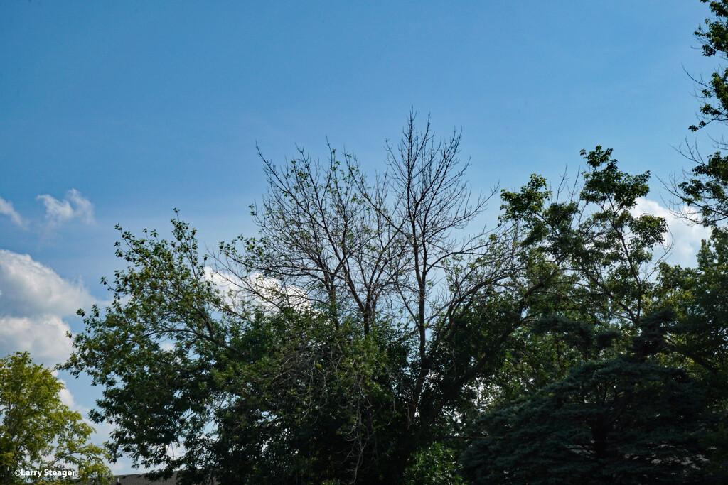 Ash tree in trouble by larrysphotos