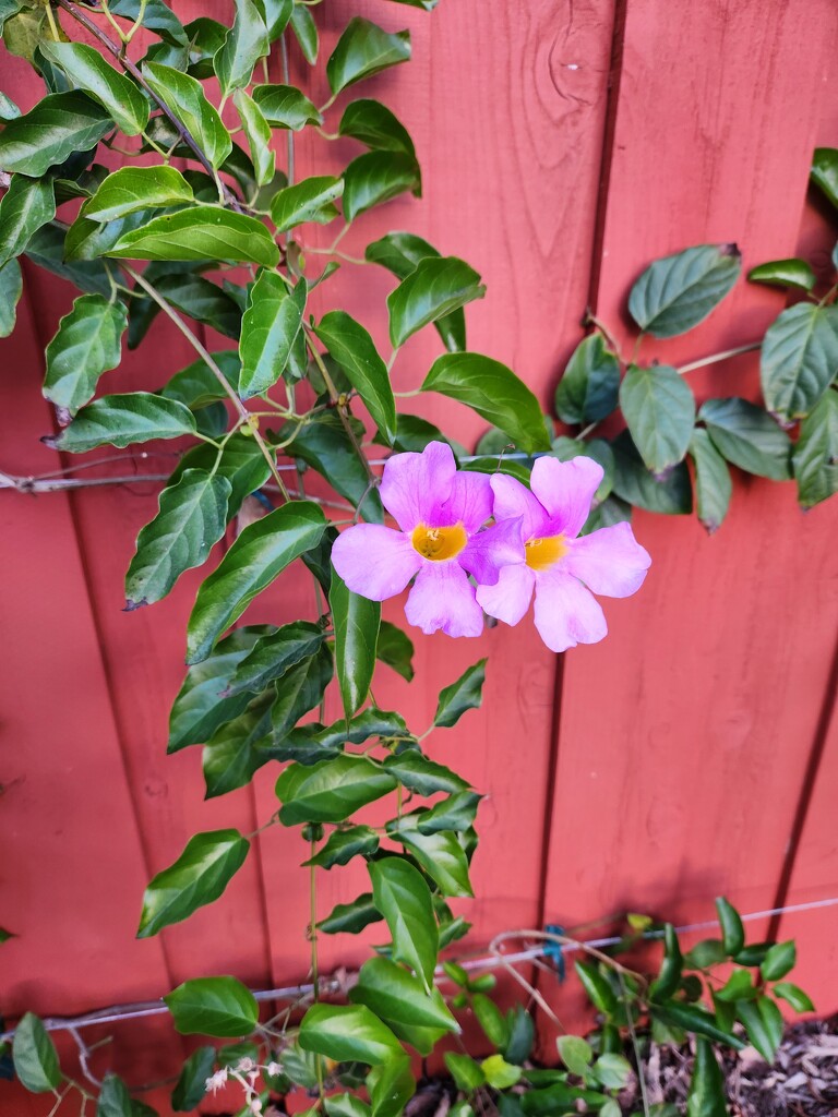 The Vines are Blooming! by mariaostrowski