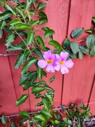 5th Jul 2024 - The Vines are Blooming!