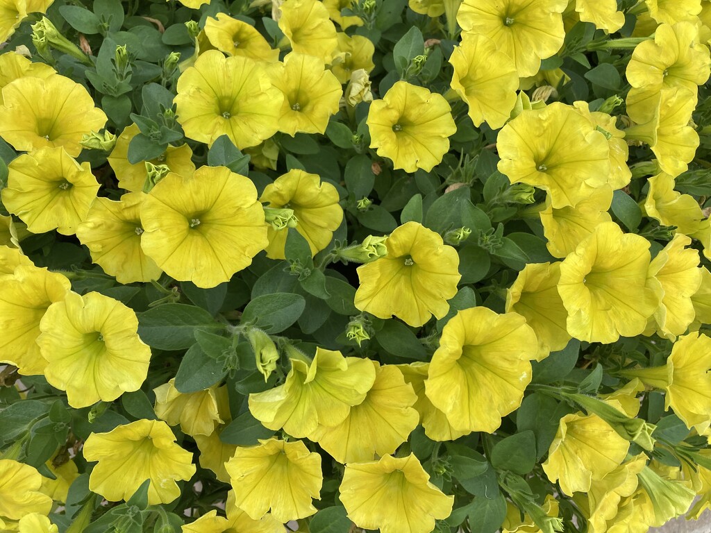 Such bright yellow petunias! by illinilass