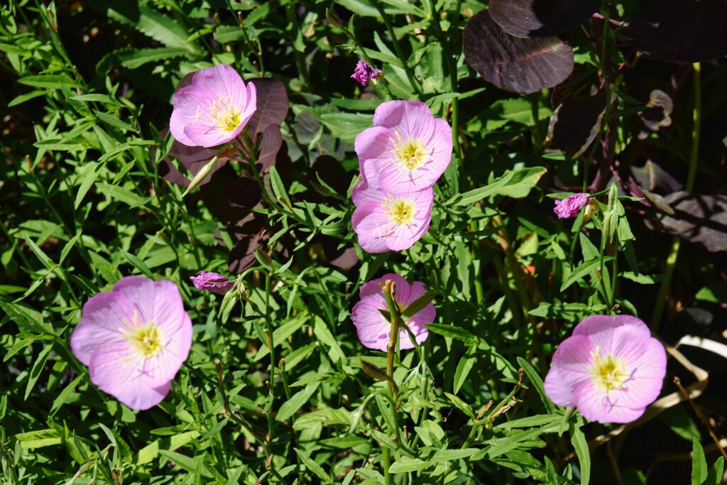 7 5 Cluster of Primroses by sandlily