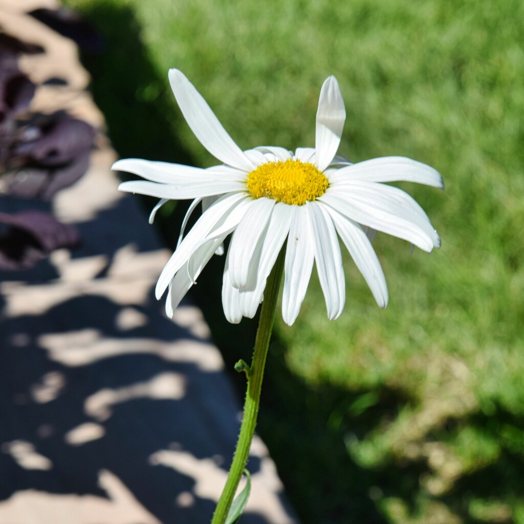 7 5 Daisy in the Breeze by sandlily