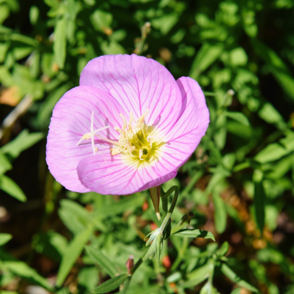 7 5 Pink Primrose by sandlily