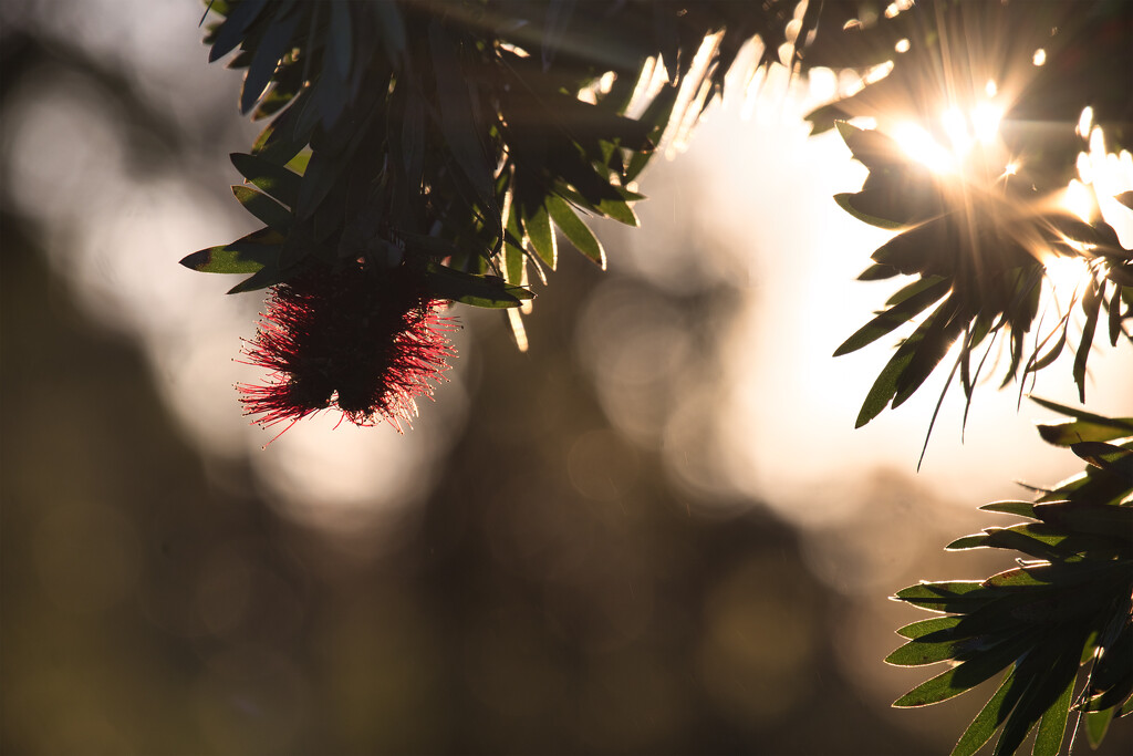 Metrosideros Tahiti by dkbarnett