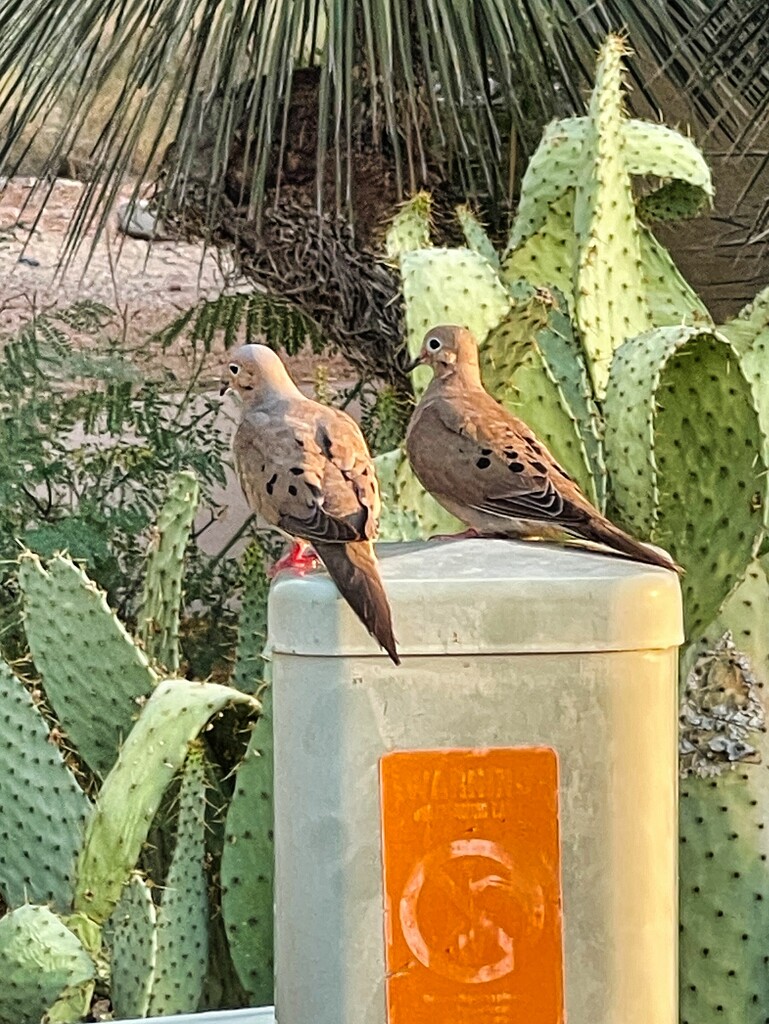 7 5 Mourning Doves by sandlily