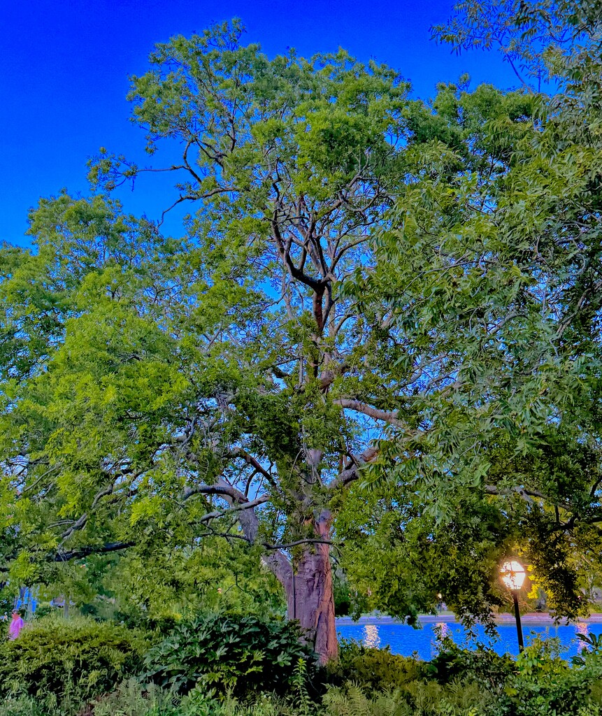 Ancient hackberry tree, early evening at Colonial Lake Park by congaree