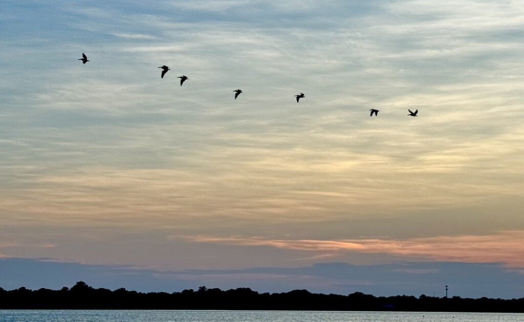 Pelicans  by congaree