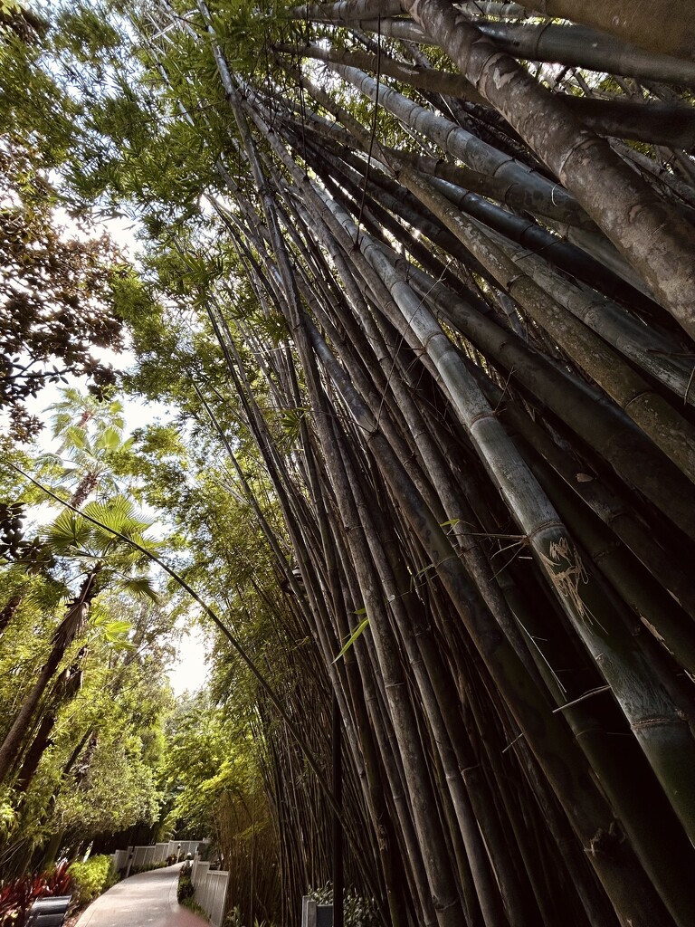 Bamboo by frodob