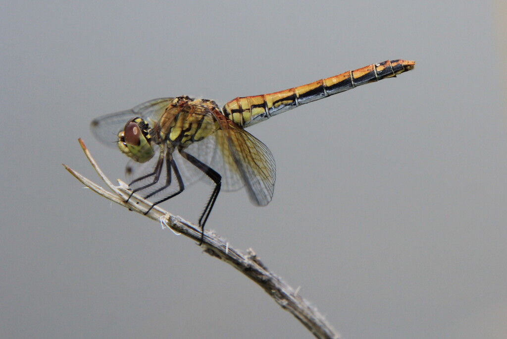 Band-winged meadowhawk by pirish