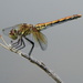 Band-winged meadowhawk by pirish