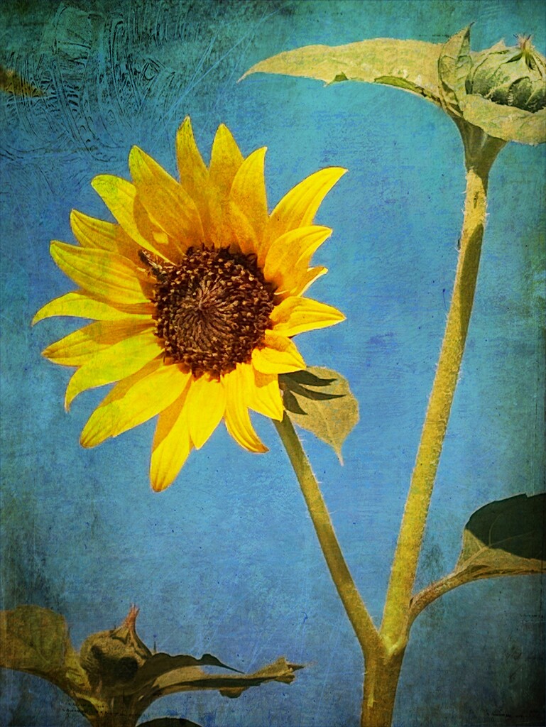 Sunflower by joysfocus