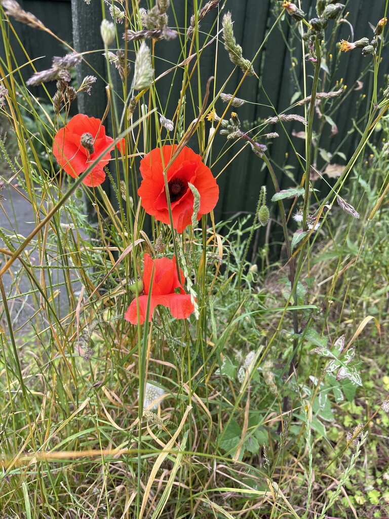 Wild poppies.... by anne2013