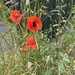 Wild poppies.... by anne2013