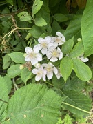 17th Jun 2024 - Bramble in flower...