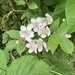 Bramble in flower... by anne2013