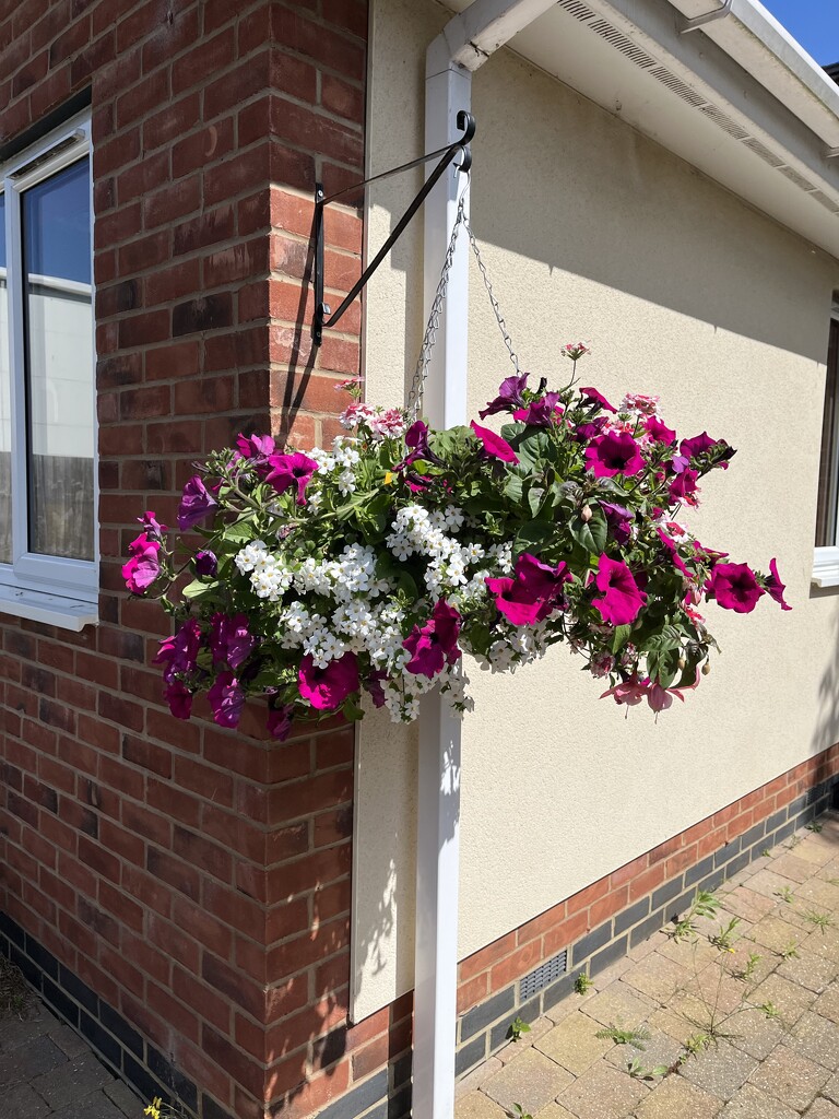 Hanging basket.... by anne2013