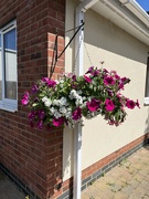 21st Jun 2024 - Hanging basket....