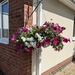 Hanging basket.... by anne2013