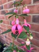 22nd Jun 2024 - Fuchsia...