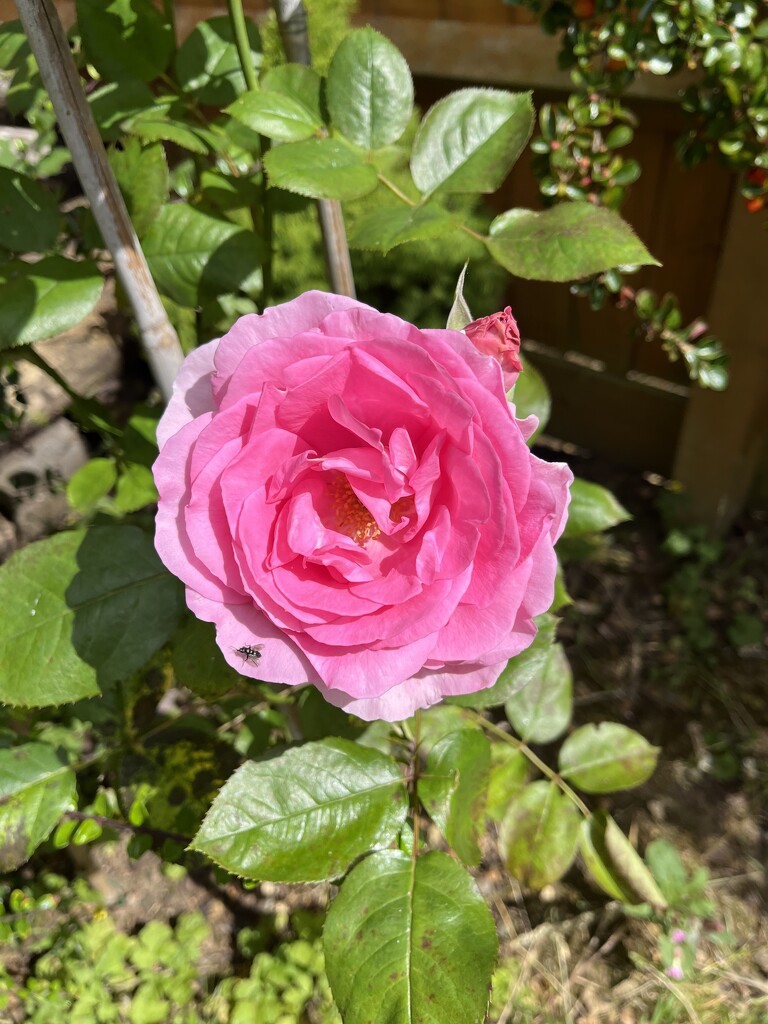 Beautiful rose in the garden.... by anne2013