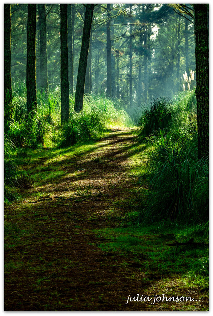 Forest Walk.. by julzmaioro