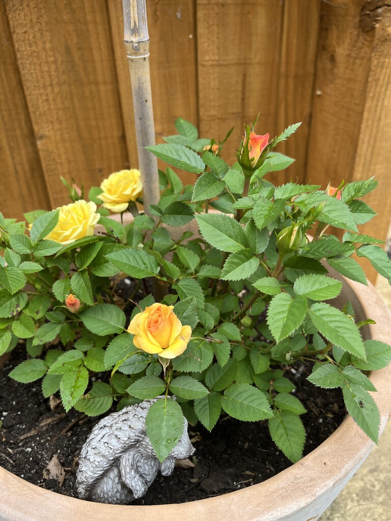 Miniature roses in garden.... by anne2013