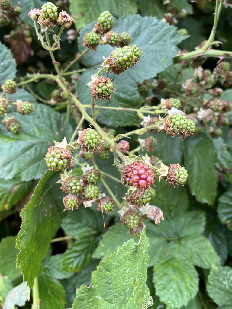 Soon be Blackberrying time...... by anne2013