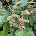 Soon be Blackberrying time...... by anne2013