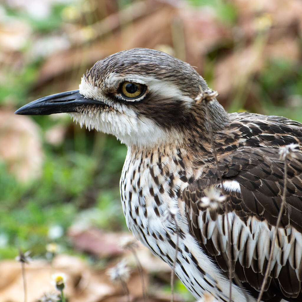 Curlew by nannasgotitgoingon