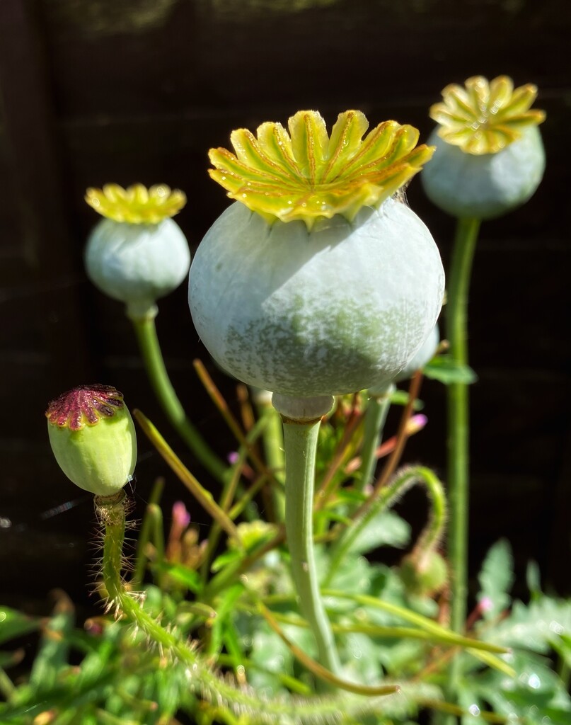 Pretty Poppy Pods by cmf