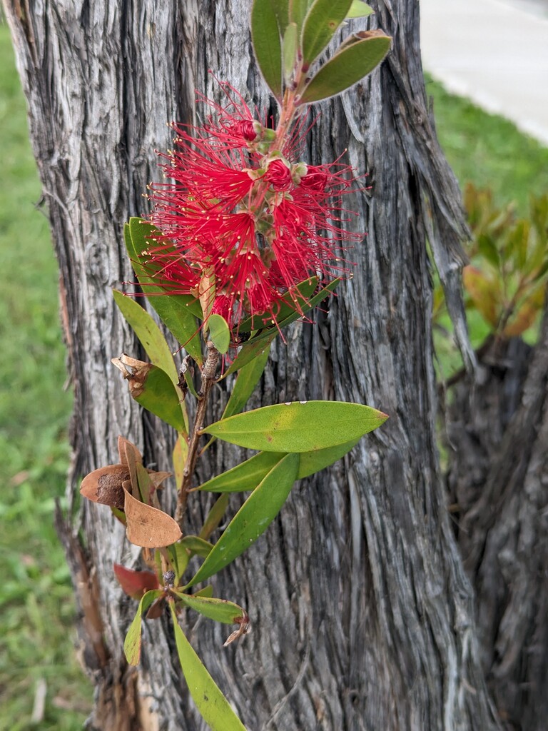 Bottlebrush  by elf