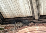 30th Jun 2024 - Nest 