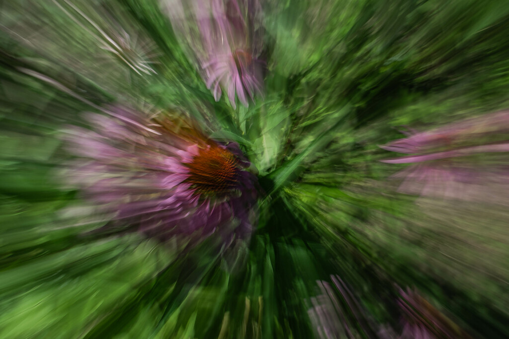 A burst of Echinacea_ by darchibald