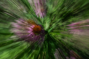 6th Jul 2024 - A burst of Echinacea_