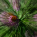 A burst of Echinacea_