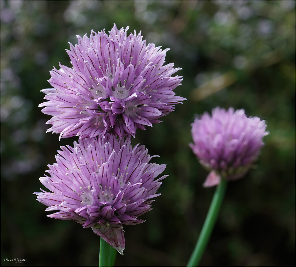 Chives by pcoulson