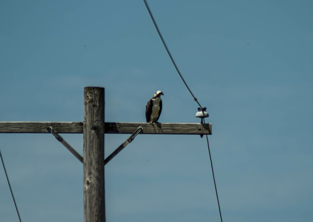 Osprey-2 by darchibald