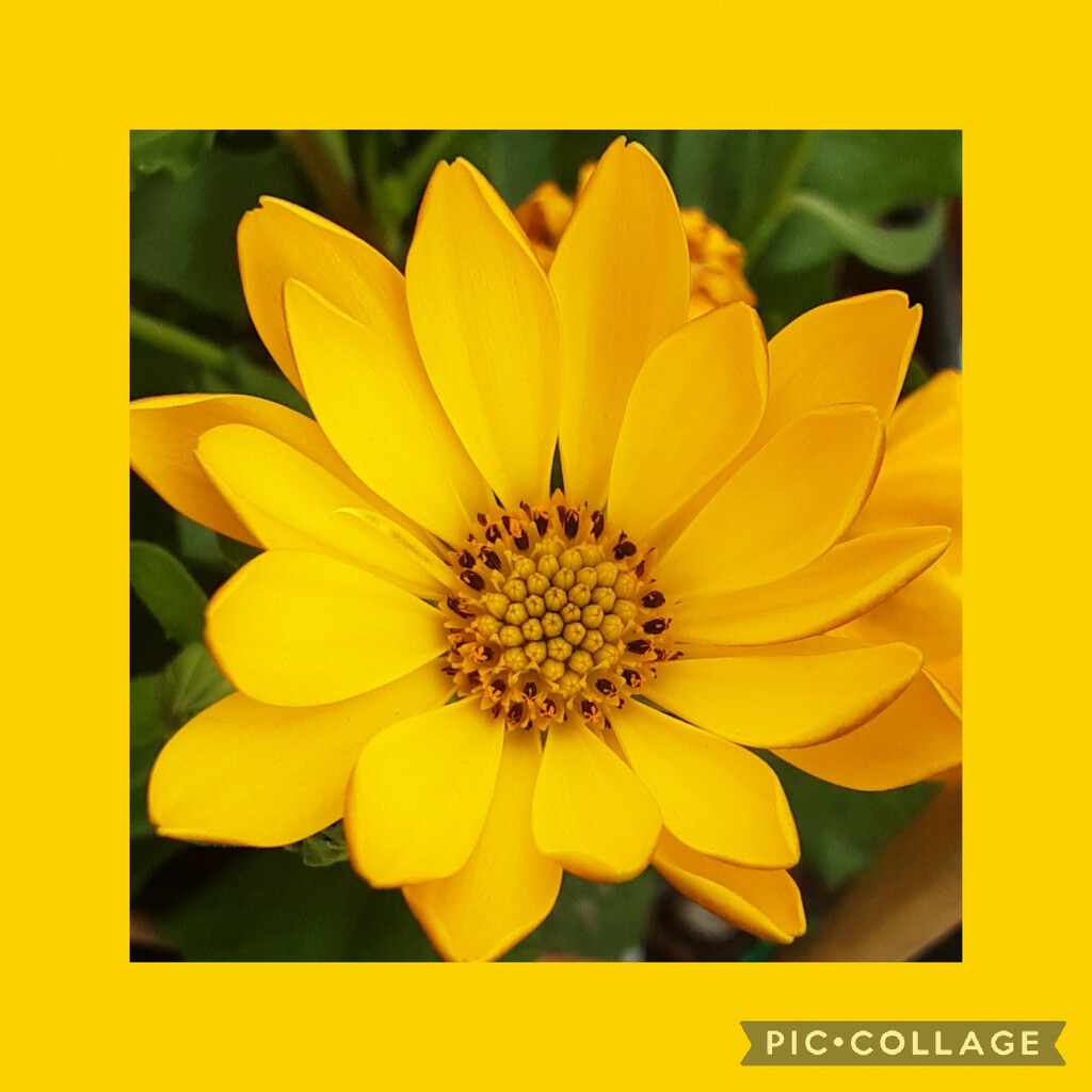 Yellow Osteospermum  by grace55