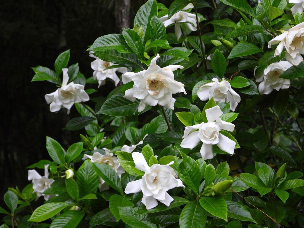 Gardenia's in the rain... by marlboromaam