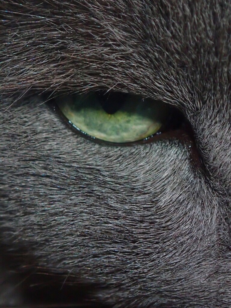 Cats Eye by mattjcuk