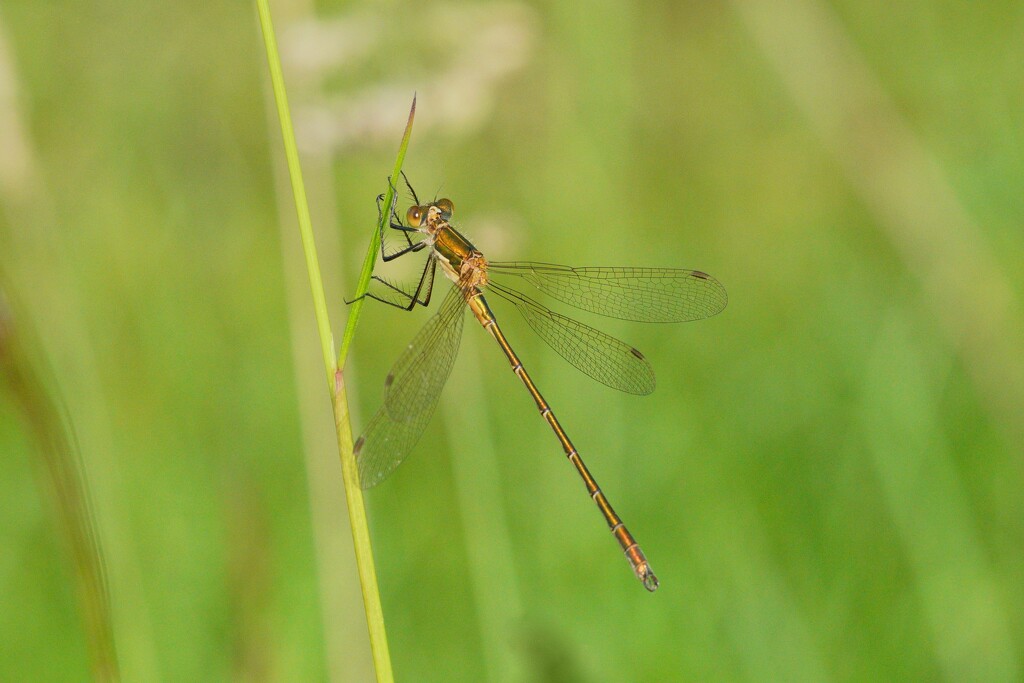 EMERALD DAMSELFLY by markp