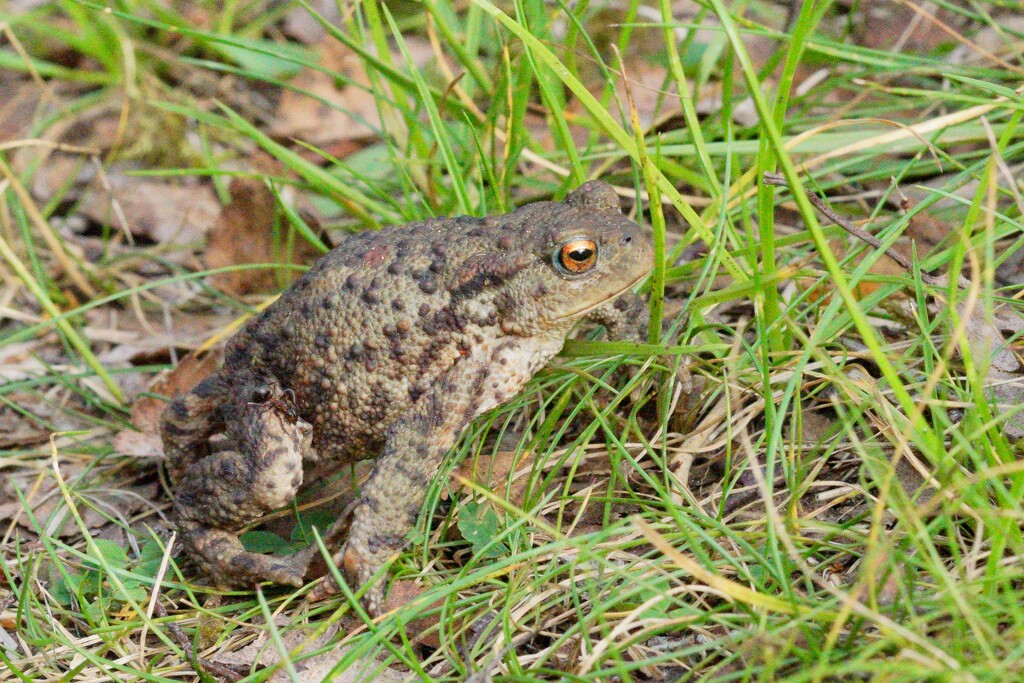 UNHAPPY TOAD by markp