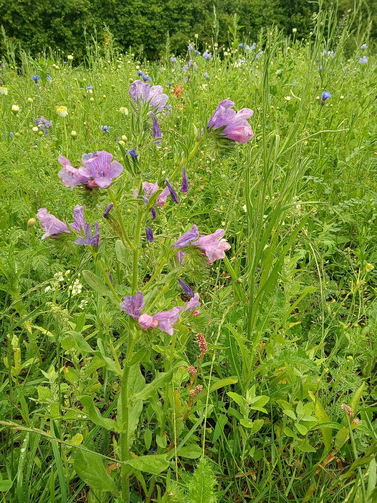 Wildflower meadows  by 365projectorgjoworboys