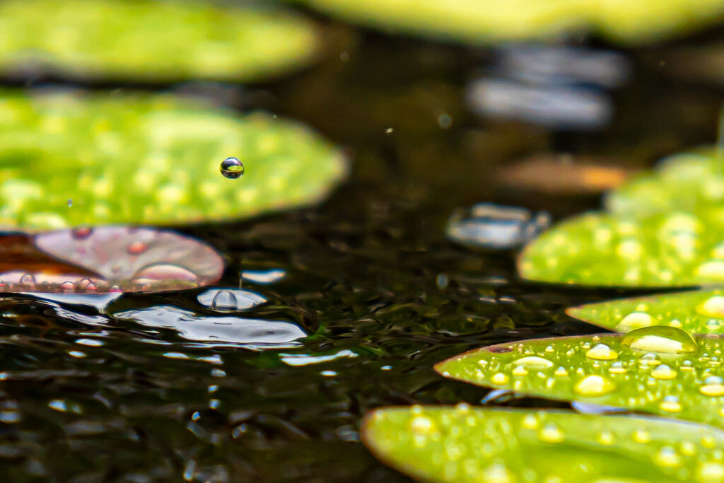 Rain drops on pond by hannahcallier