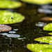 Rain drops on pond by hannahcallier